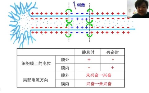 速度与肾上腺素的碰撞（肾上腺素对神经冲动传导速度的影响）